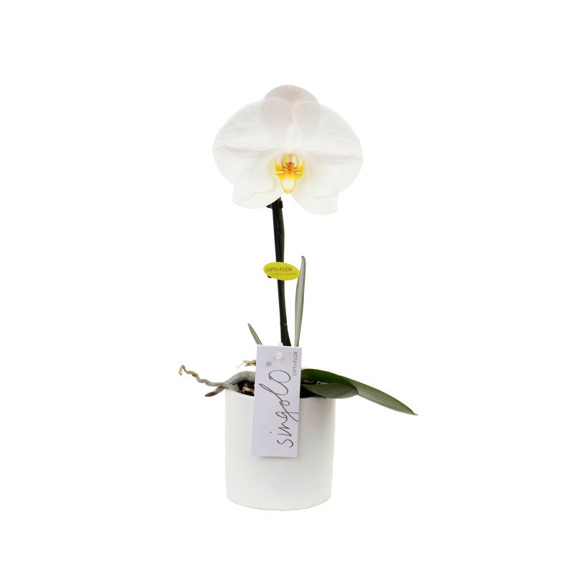 Orchidée "Singolo" Blanche