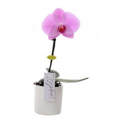 Orchidée "Singolo" Rose