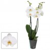 Orchidée "Phalaenopsis" blanche