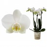 Orchidée blanche "Little Kolibri"