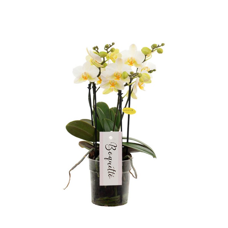 Orchidée "Boquetto" blanche