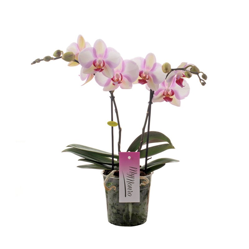 Orchidée "MyMonro"