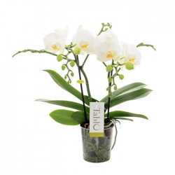 Orchidée "Tablo"