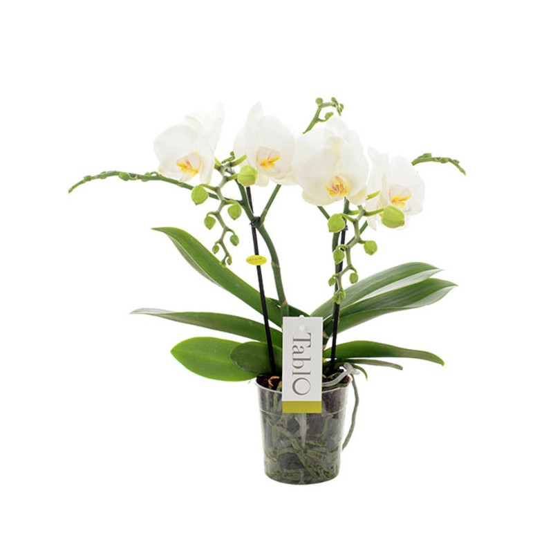 Orchidée "Tablo"