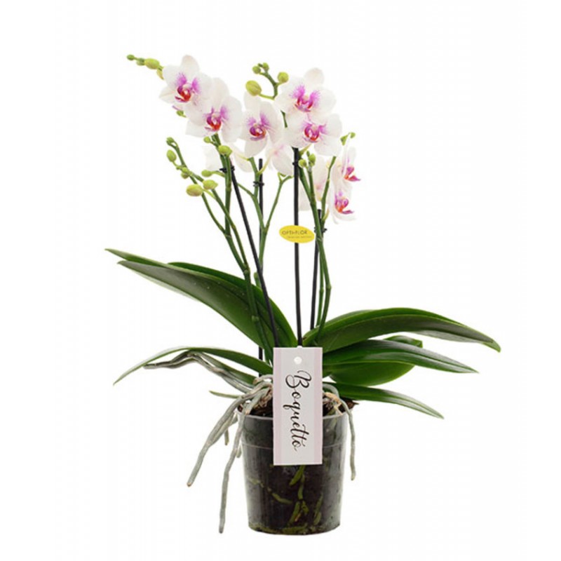 Orchidée "Boquetto" blanche et cœur rose