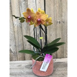 Orchidée "Mymonro" avec pot...
